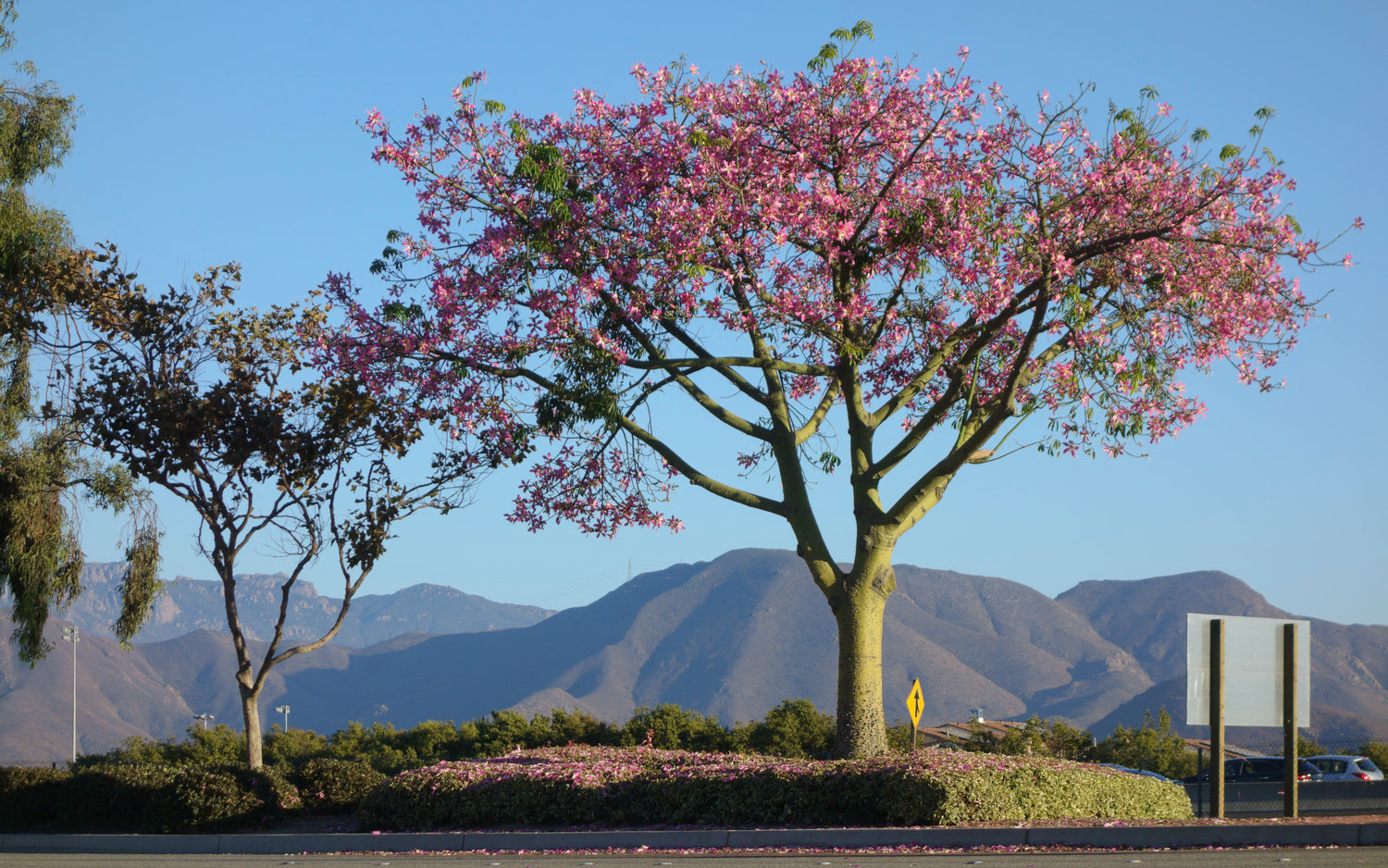 Palo Borracho (Drunken Stick), Camarillo, CA