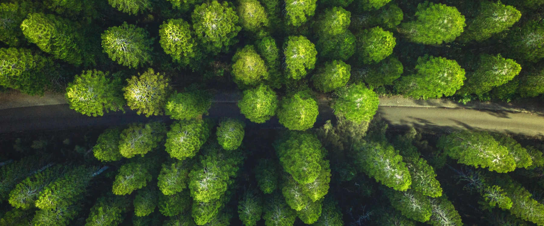 Trees from a top down view