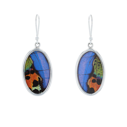 Morpho & Sunset Moth Butterfly Wing Oval Earrings